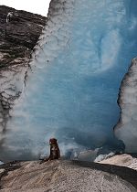 Nigardsbreen 2010 (vertikální)