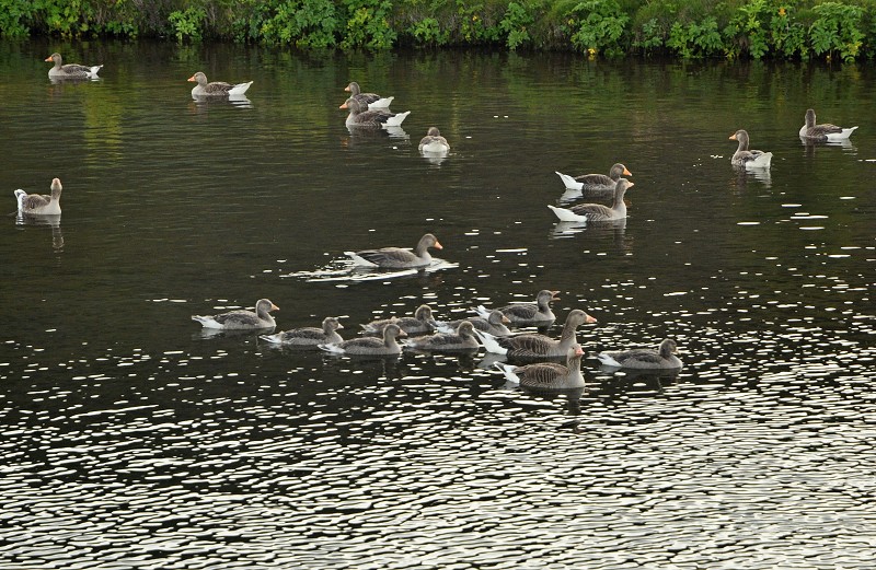 Island 2012
